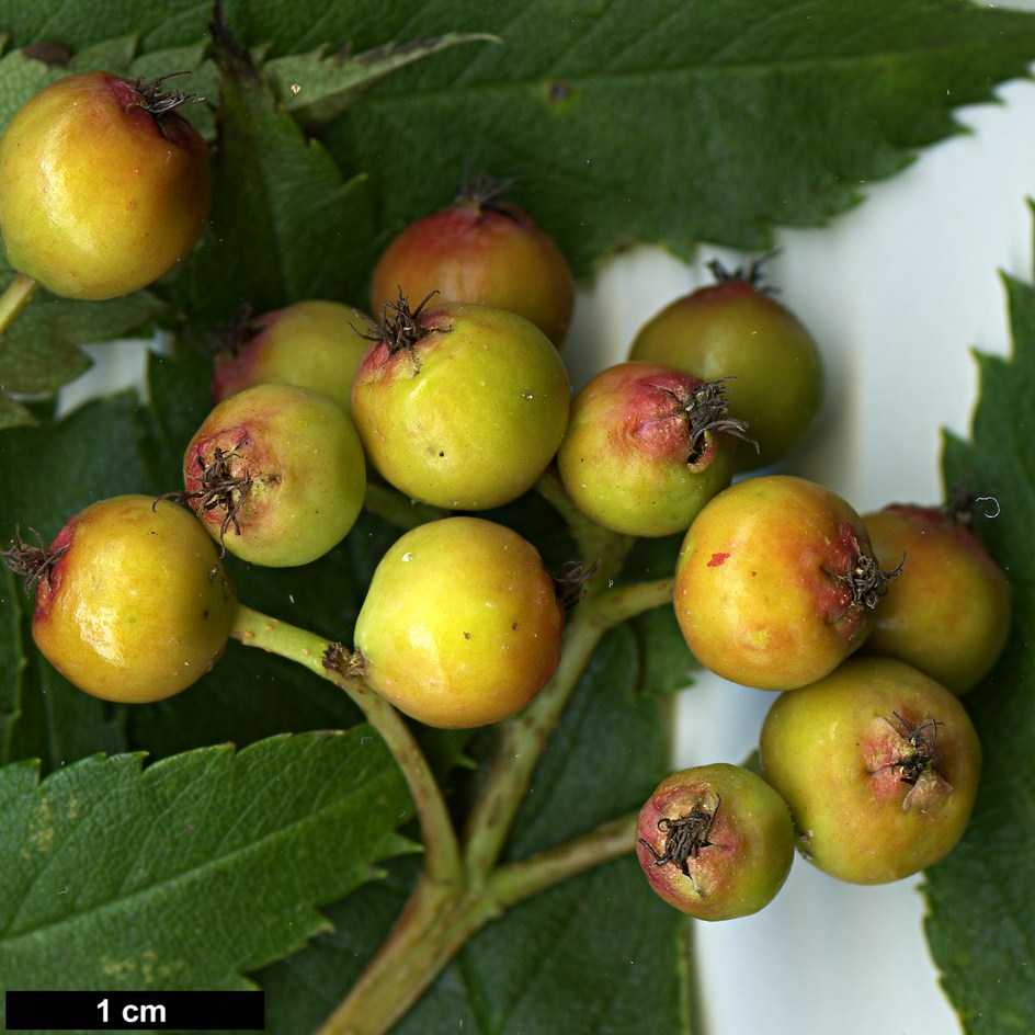 High resolution image: Family: Rosaceae - Genus: Sorbus - Taxon: commixta